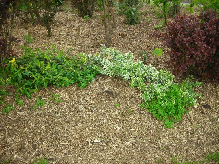 Potager en permaculture : guide complet pour démarrer (2025)