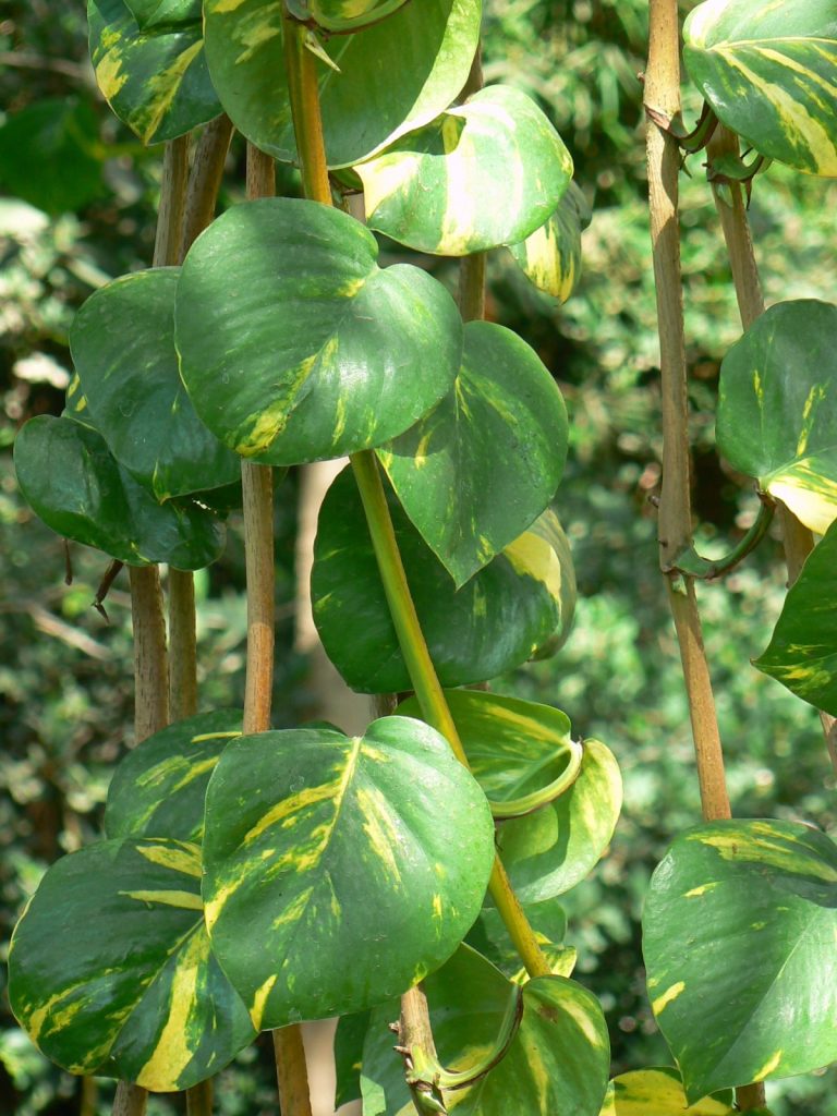 Plantes d’intérieur faciles : 15 espèces idéales pour débutants