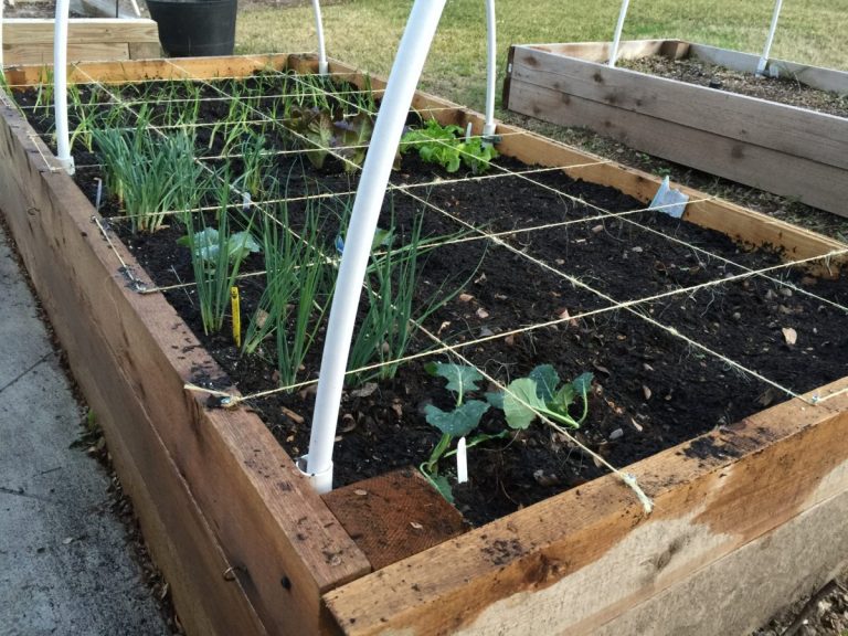 Créer un potager surélevé pour débutants : plan, matériaux, montage et entretien