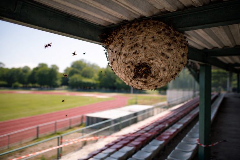 Wespennest oder Hornissennest in der Nähe einer Sportanlage: Was tun (ohne das Risiko zu erhöhen)?