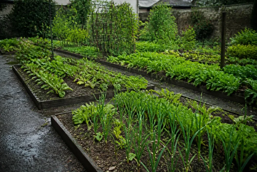 Jardin potager sur sol argileux avec paillage et buttes de culture drainantes