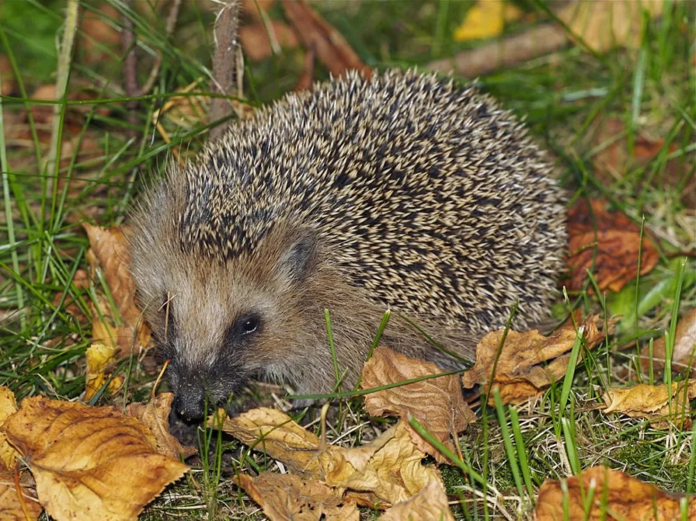 hedgehog helper to attract slug predators in the garden