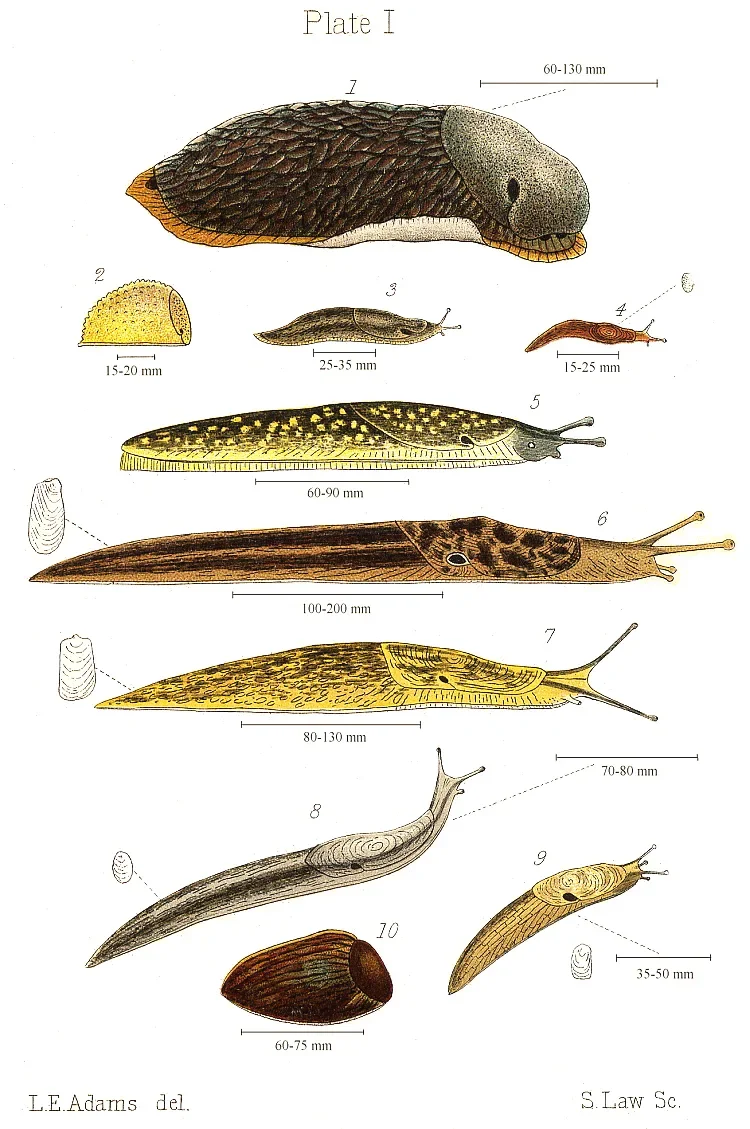 slug in a moist vegetable garden on natural garden soil