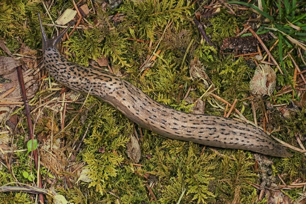 tiger slug useful in the vegetable garden and natural slug control