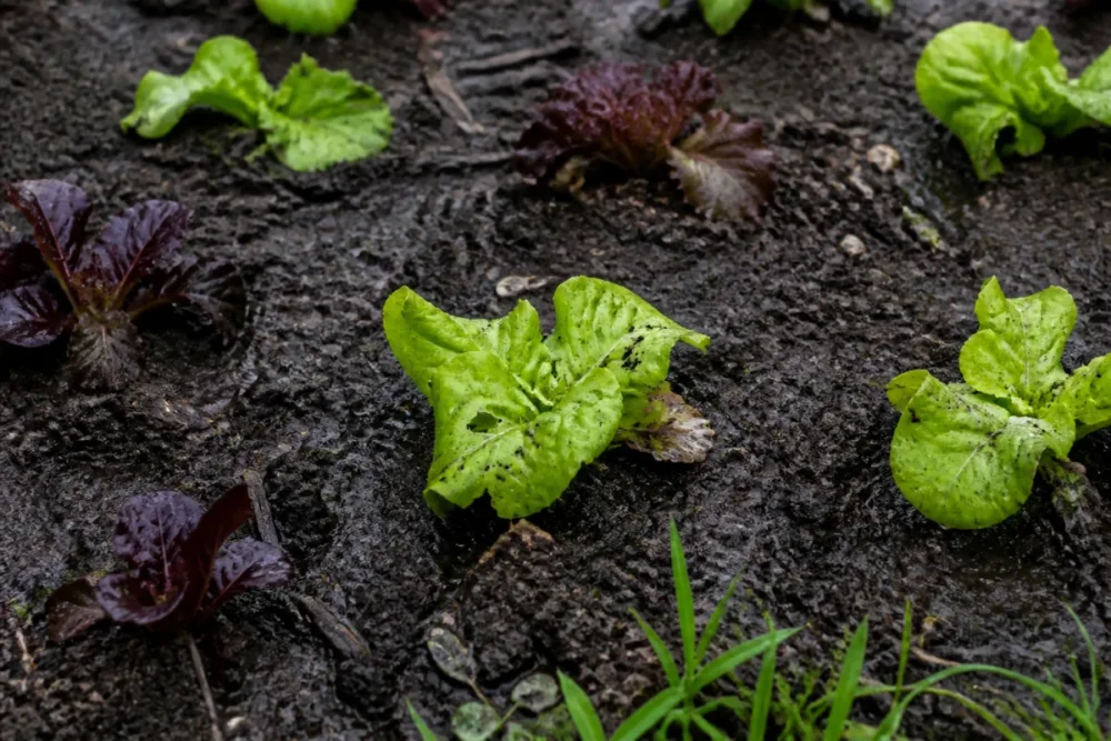 Young lettuces in the vegetable garden after rain with slug damage