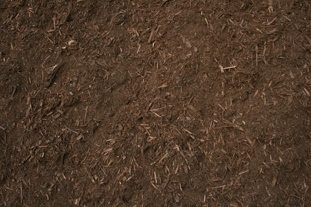 mulching and slugs in a damp vegetable garden to watch