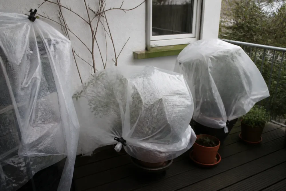 Plantes de balcon hiver en pots protégés contre le gel