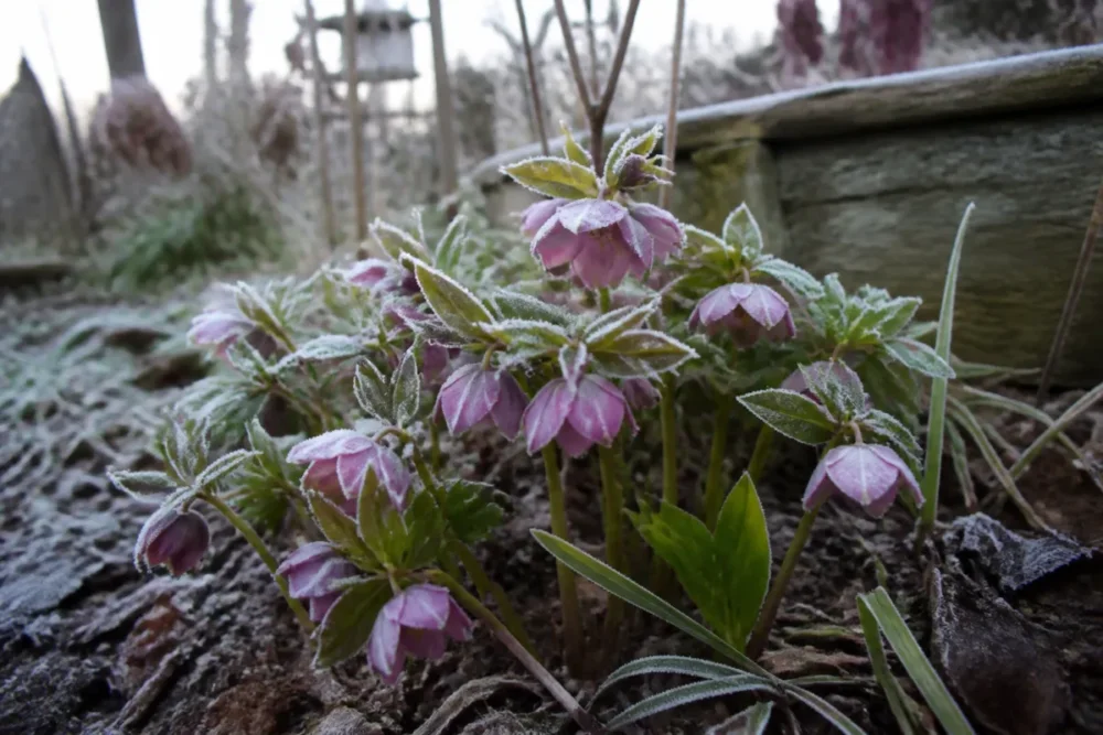 Hellébores en fleurs parmi des plantes résistantes au froid en hiver