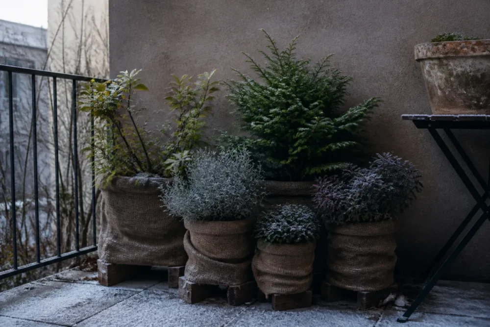plantes en pot regroupées sur un balcon pour les protéger du froid en hiver