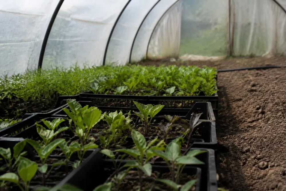 semis de légumes en godets avant plantation au potager
