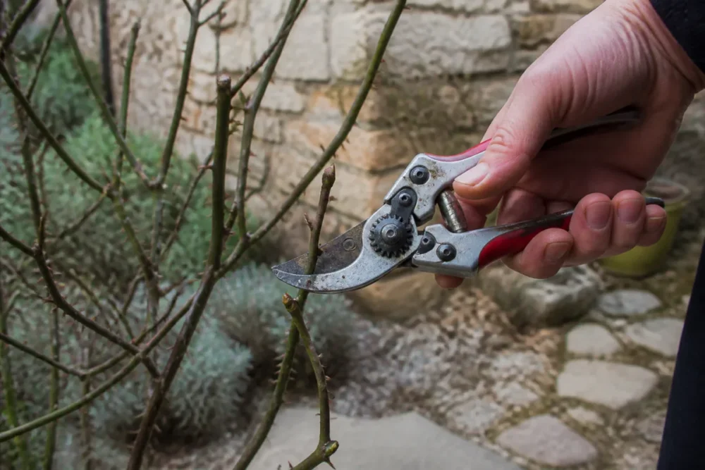 taille du rosier en fin d’hiver avec un sécateur propre au-dessus d’un bourgeon extérieur