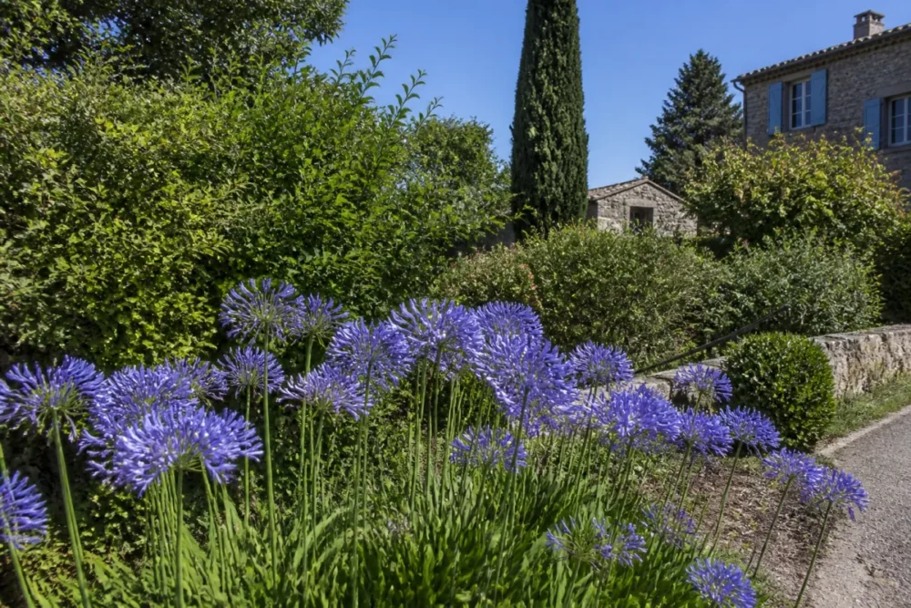 Agapanthe en bordure fleurie dans un jardin ensoleillé