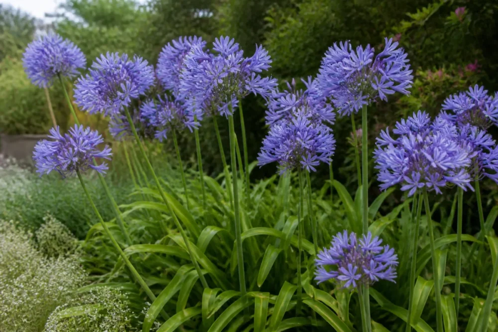 Agapanthe en bordure lumineuse, choix de plantation au jardin