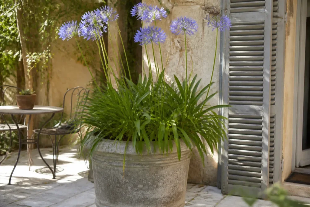 Agapanthe en pot sur une terrasse lumineuse