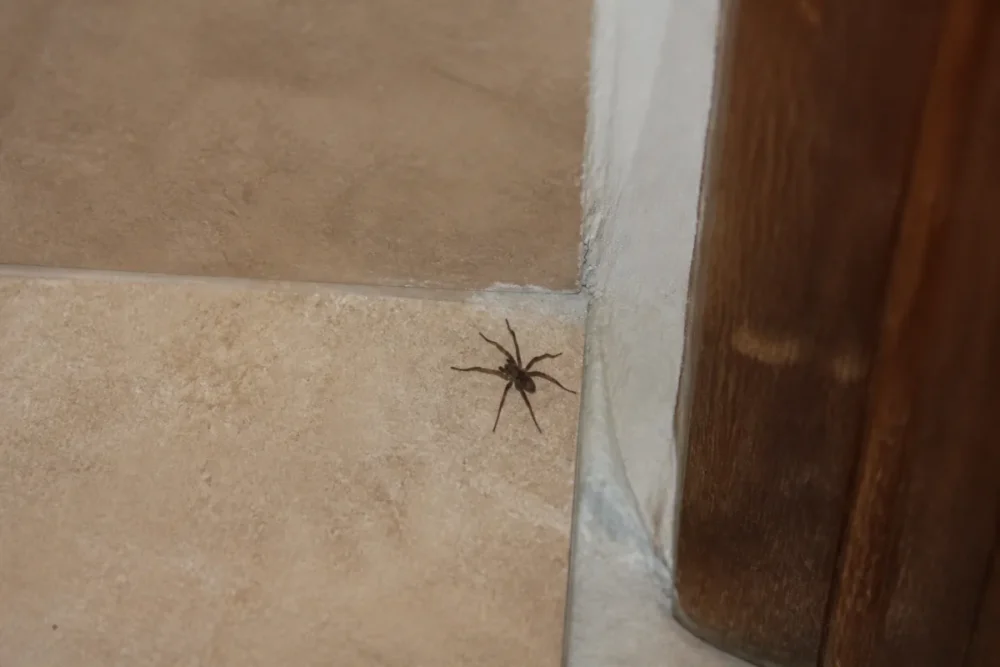 Araignée domestique sur un mur pour comprendre les idées reçues araignées