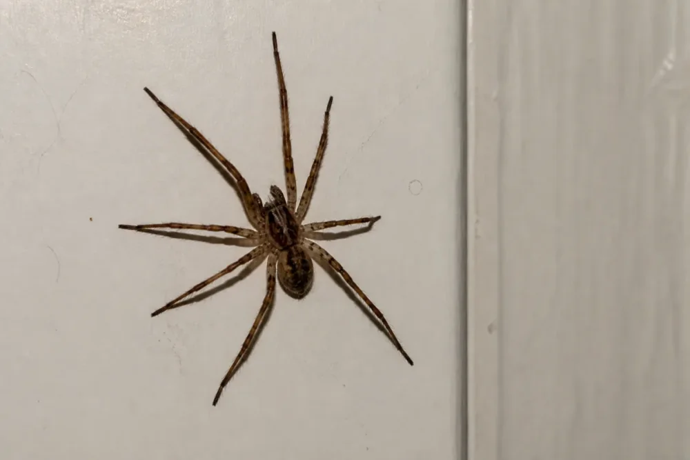 Araignée sur une toile dans un jardin humide au matin