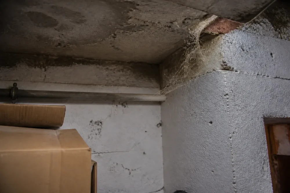 Araignée domestique dans un angle de plafond, exemple courant d’araignées chez vous