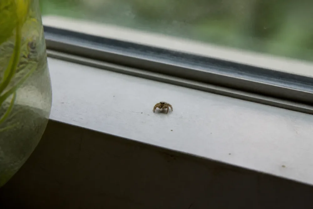 Petite araignée sauteuse sur un rebord de fenêtre, espèce fréquente parmi les araignées chez vous