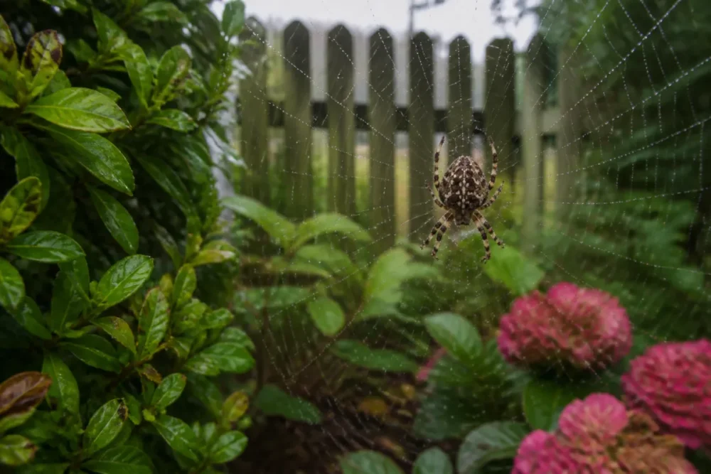 Épeire diadème sur une toile dans un jardin d’Europe occidentale