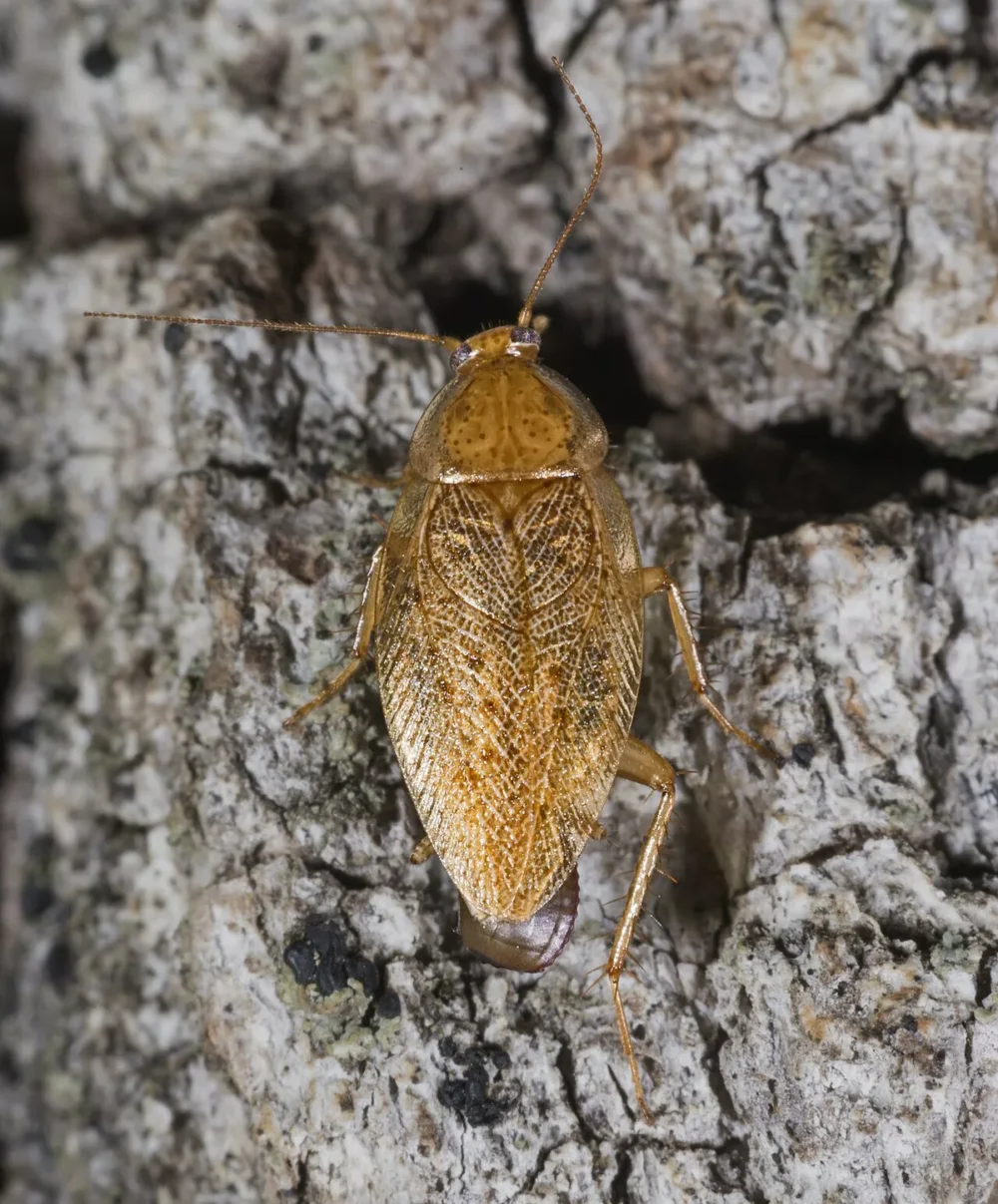 blatte et insecte cafard avec corps aplati et longues antennes