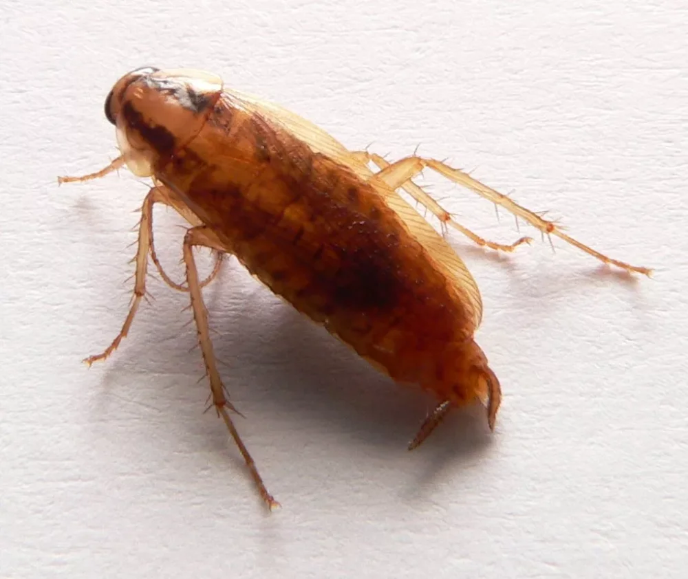blatte germanique cafard dans la cuisine et insecte domestique