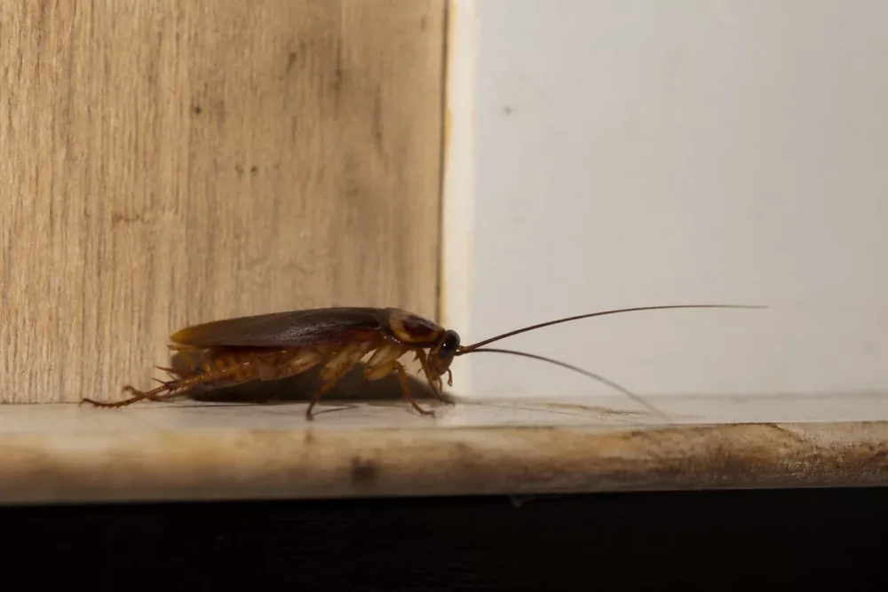 Blatte adulte brune observée sur le bord intérieur d’un meuble de cuisine