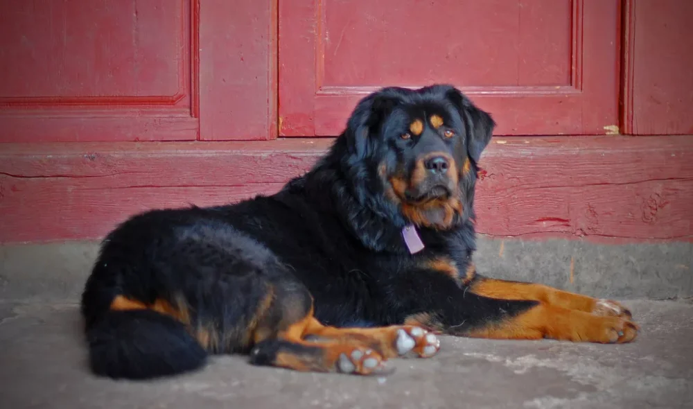 Tibetan Mastiff with dense coat