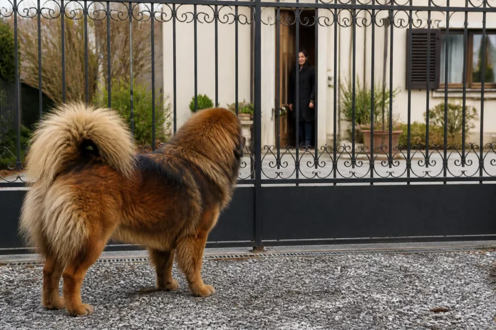 Adult Tibetan Mastiff calmly watching the entrance of a house with a secure garden