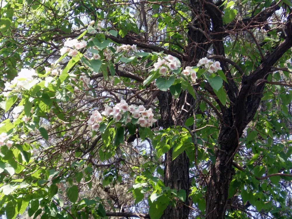feuilles et fleurs de Paulownia fortunei arbre asiatique de jardin