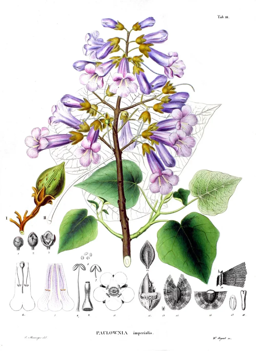 paulownia arbre à croissance rapide avec grandes feuilles et port ouvert