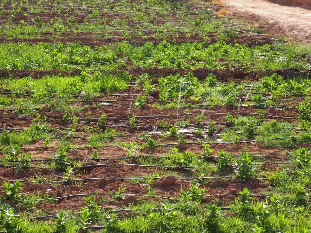 Rangs potagers irrigués au goutte-à-goutte en climat sec : lignes de tuyaux et jeunes plants