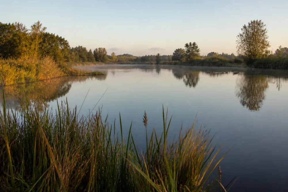 Étang de la Brenne et roselières pour observer les oiseaux dans l’Indre